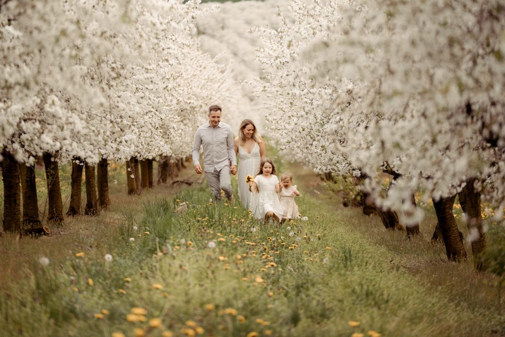 Mama und Papa laufen durch die Kirschbaumpalntage. Diese blüht in einem kräftigen weiß. Die zwei Mädchen flitzen vorweg. Plane mit mir dein Kirschblütenshooting.