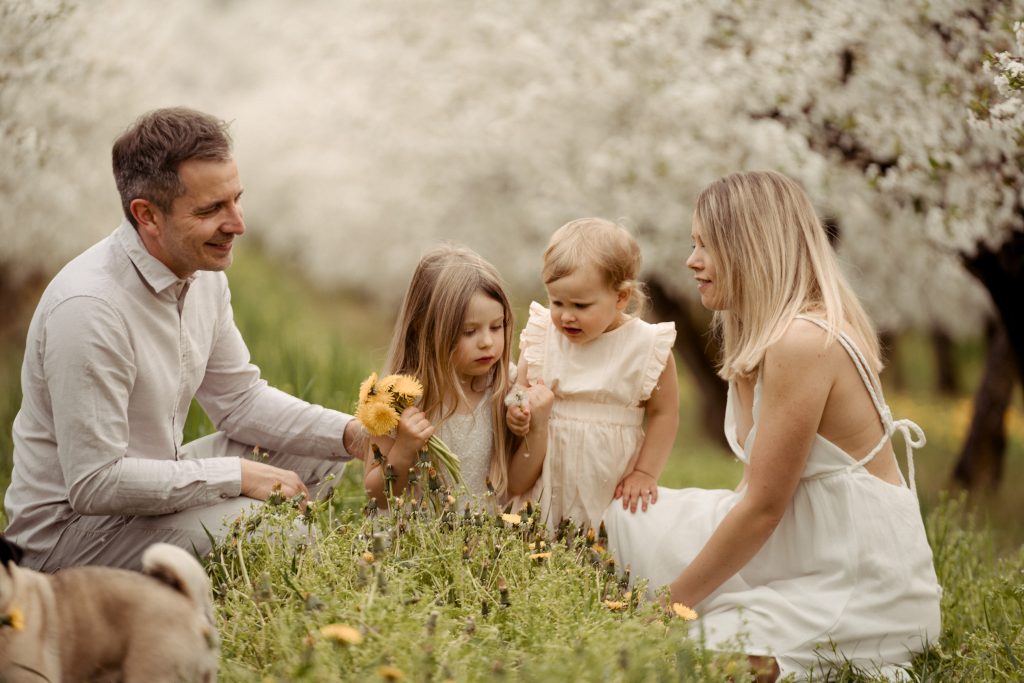 Mama und Papa sitzen mit ihren zwei Mädchen in der Wiese und pflücken gelben Löwenzahn. Umgeben von traumhaft blühenden Kirschbäumen. Reserviere dein Kirschblütenshooting.